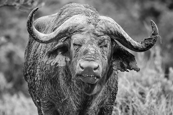 Old Buffalo